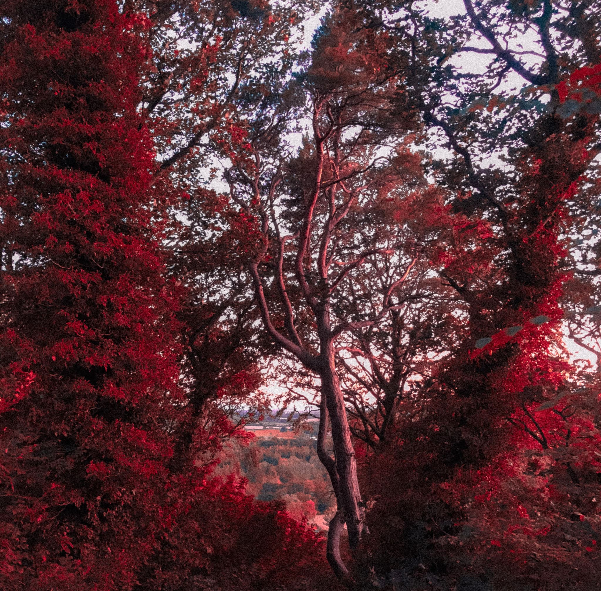 Evening trees