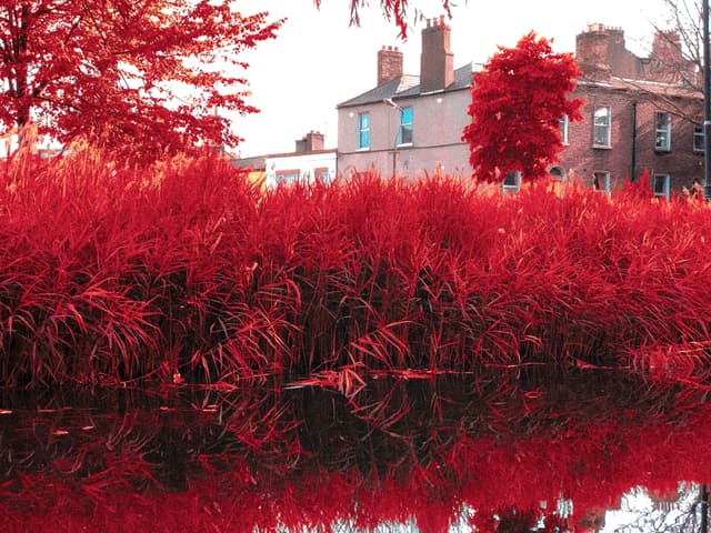 Red reeds