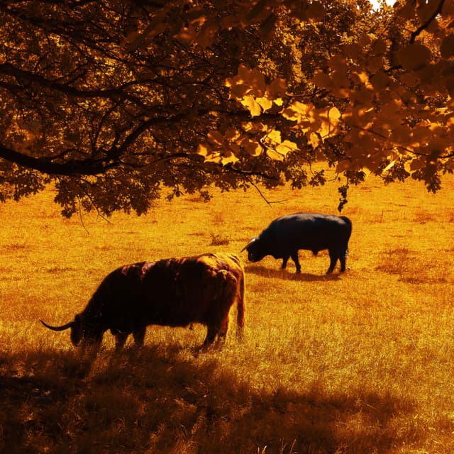 GOLDEN COO